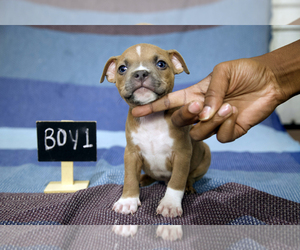 American Bully Puppy for sale in PORTLAND, OR, USA