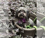 Small #2 Shih Tzu Mix