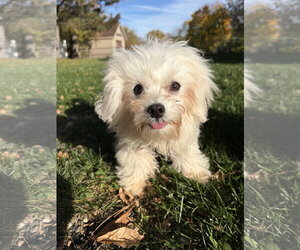 Maltese Dogs for adoption in St. Louis Park, MN, USA