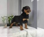 Small Photo #5 Rottweiler Puppy For Sale in FRANKLIN, IN, USA