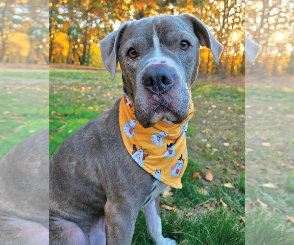 Medium Photo #4 American Bulldog Puppy For Sale in Westminster, MA, USA