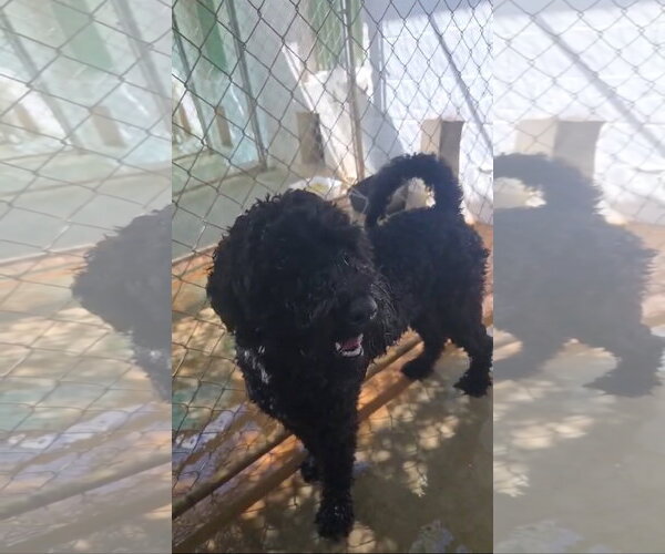 Medium Photo #4 Poodle (Standard)-Unknown Mix Puppy For Sale in Grafton, WI, USA