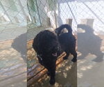 Small #3 Poodle (Standard) Mix