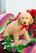 Small Photo #2 Goldendoodle Puppy For Sale in NEW PITTSBURGH, OH, USA