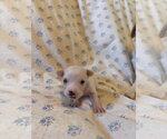 Small #4 Mutt