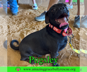 Pug Dogs for adoption in Pensacola, FL, USA