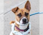 Small #2 Basenji-Chihuahua Mix