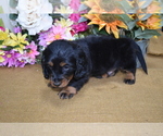 Small Photo #6 Dachshund Puppy For Sale in BENTON, AR, USA