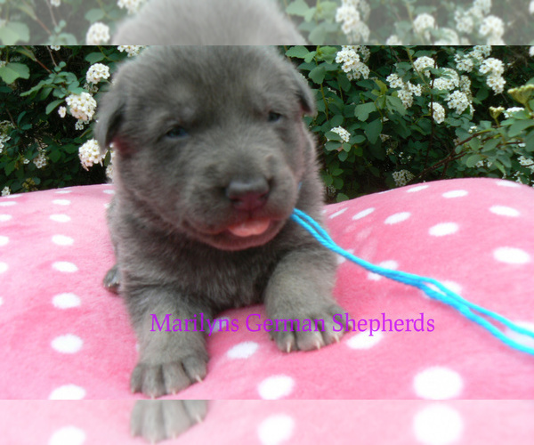 Medium Photo #4 German Shepherd Dog Puppy For Sale in PIEDMONT, MO, USA