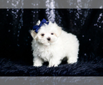 Puppy Yogurt AKC Maltese