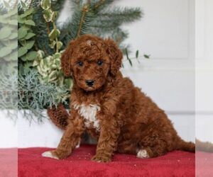Goldendoodle (Miniature) Puppy for sale in LANCASTER, PA, USA