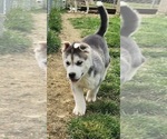 Small Photo #10 Siberian Husky Puppy For Sale in BLOOMFIELD, KY, USA