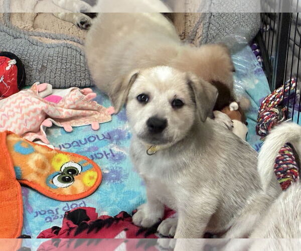 Medium Photo #1 Great Pyrenees-Unknown Mix Puppy For Sale in Minneapolis, MN, USA