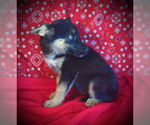 Small #2 Australian Kelpie Mix