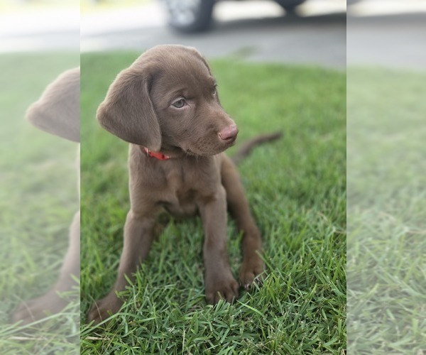 Medium Photo #1 Labrador Retriever Puppy For Sale in LYNN HAVEN, FL, USA