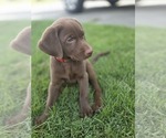 Puppy RED Labrador Retriever