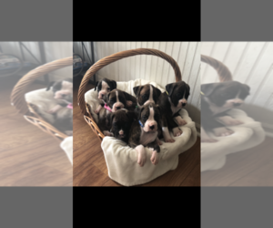Boxer Puppy for sale in HORSE CAVE, KY, USA