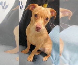 Chihuahua Dogs for adoption in Lake City, MI, USA