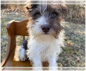 Schnauzer (Miniature) Puppy for sale in NIANGUA, MO, USA