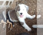 Small Photo #3 Australian Shepherd-Great Pyrenees Mix Puppy For Sale in RIDGELAND, SC, USA
