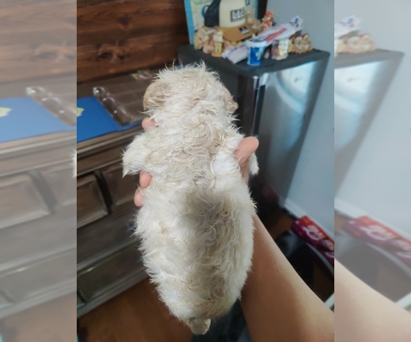 Medium Photo #32 French Bulldog Puppy For Sale in HIGHLAND VILL, TX, USA