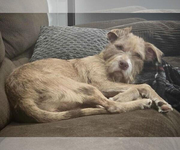 Medium Photo #2 Mutt Puppy For Sale in Duluth, MN, USA