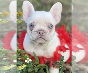 Shih Tzu Puppy for sale in MIAMI, FL, USA