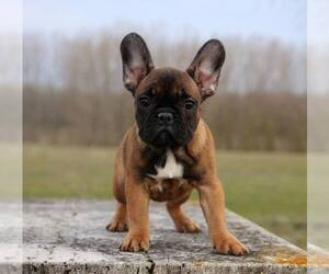 French Bulldog Puppy for sale in BROOKLYN, NY, USA