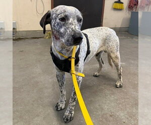 Mutt Dogs for adoption in Camarillo, CA, USA
