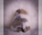 Small Photo #86 Pomeranian Puppy For Sale in WARSAW, IN, USA