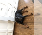 Small Photo #10 Doberman Pinscher Puppy For Sale in MACUNGIE, PA, USA