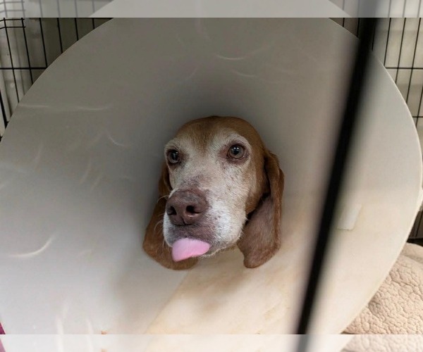 Medium Photo #2 Beagle Puppy For Sale in Stratham, NH, USA