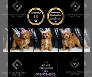 Goldendoodle (Miniature) Puppy for sale in WARSAW, IN, USA
