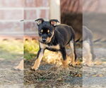 Small #14 American Staffordshire Terrier-Chihuahua Mix