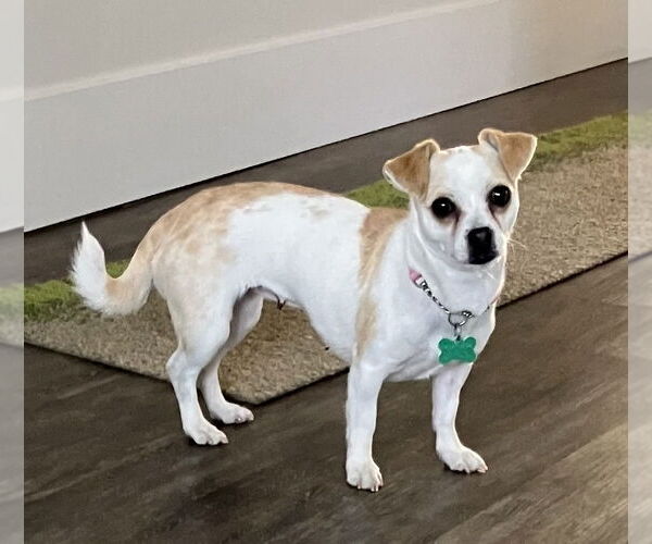 Medium Photo #5 Chihuahua-Unknown Mix Puppy For Sale in Bellevue, WA, USA