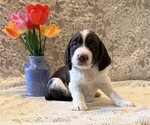 Small #3 English Springer Spaniel