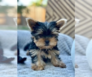 Yorkshire Terrier Puppy for sale in SACRAMENTO, CA, USA