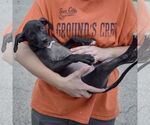 Small #4 American Staffordshire Terrier Mix