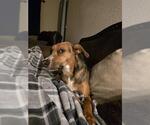 Small Beagle Mix