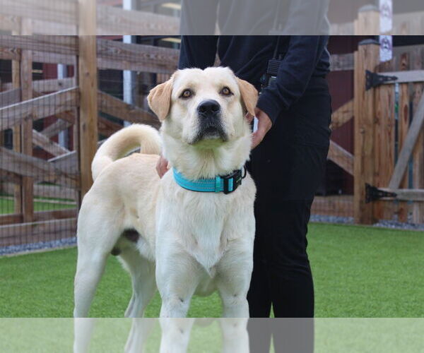 Medium Photo #4 Anatolian Shepherd-Labrador Retriever Mix Puppy For Sale in Chestertown, MD, USA