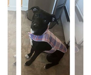 Marley - Female Labrador Retriever-Unknown Mix Dog for Adoption - Photo #4