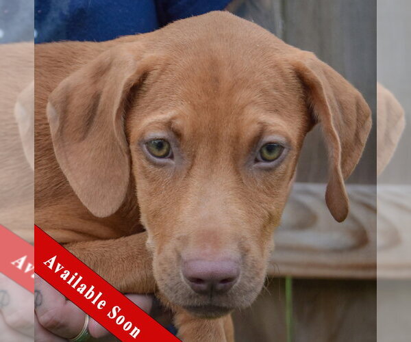 Medium Photo #1 Labralas Puppy For Sale in Huntley, IL, USA