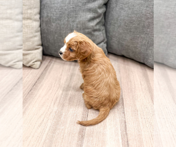 Medium Photo #3 Cavapoo (Miniature) Puppy For Sale in MILLERSBURG, OH, USA