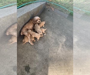 Mother of the Spookalier puppies born on 08/08/2025