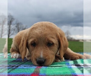 Labradoodle Puppy for sale in GREENCASTLE, PA, USA