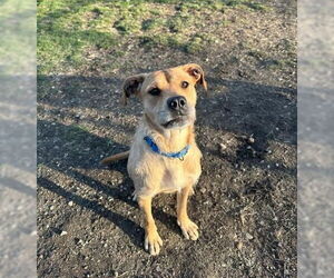 Labrador Retriever-Unknown Mix Dogs for adoption in South Bend, IN, USA