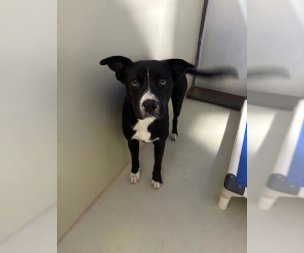 Medium Photo #1 Mutt Puppy For Sale in Bakersfield, CA, USA