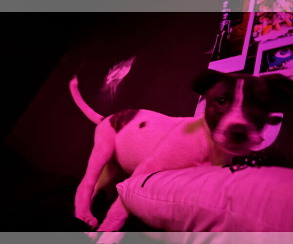 Medium Photo #8 Labrador Retriever-Unknown Mix Puppy For Sale in Sanford, FL, USA