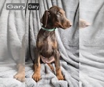Small #3 Doberman Pinscher
