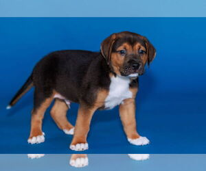 Labrador Retriever-Unknown Mix Dogs for adoption in The Woodlands, TX, USA